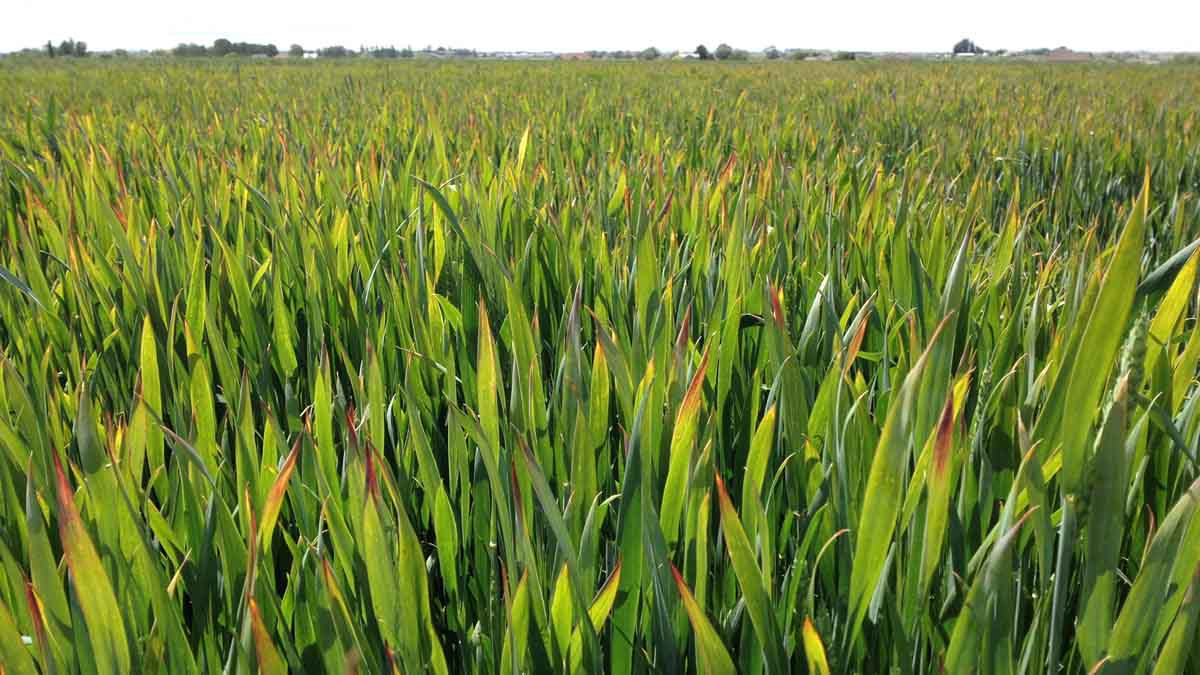 Barley that has the yellow dwarf virus.