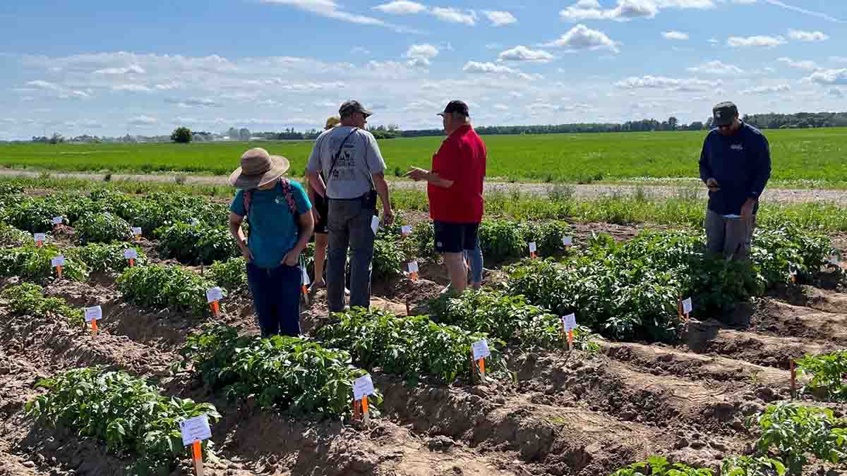 People checking potato virus y demo plots.