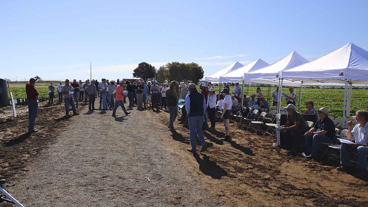 People checking potato virus y demo plots.