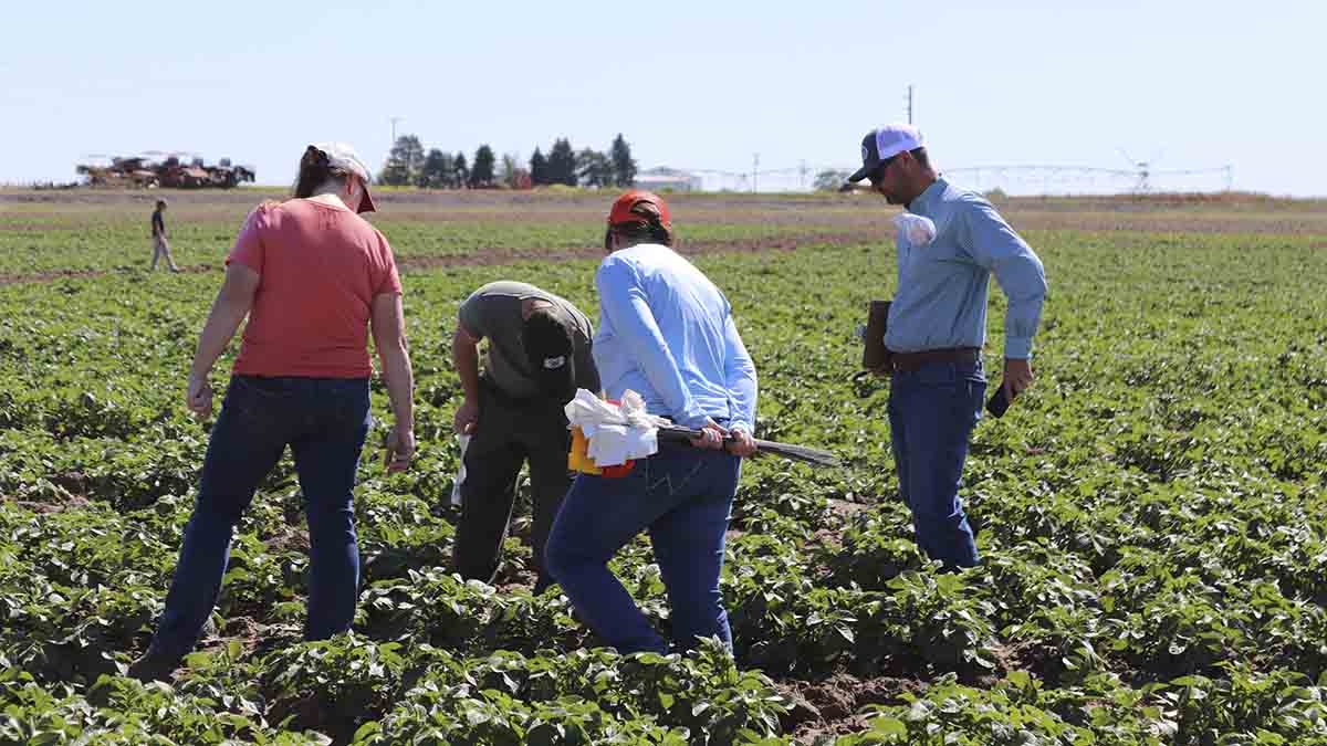 People checking potato virus y demo plots.