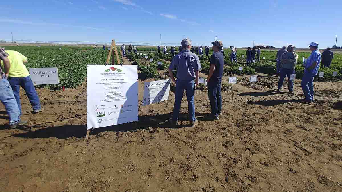 People checking potato virus y demo plots.