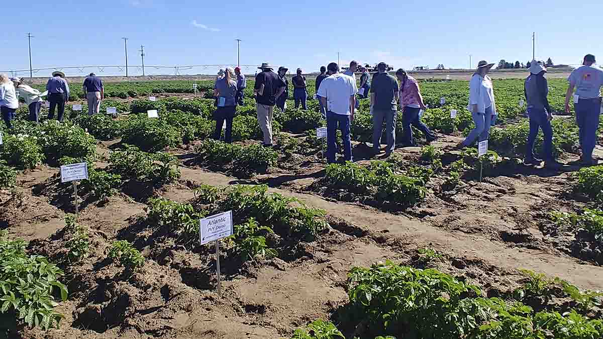 People checking potato virus y demo plots.