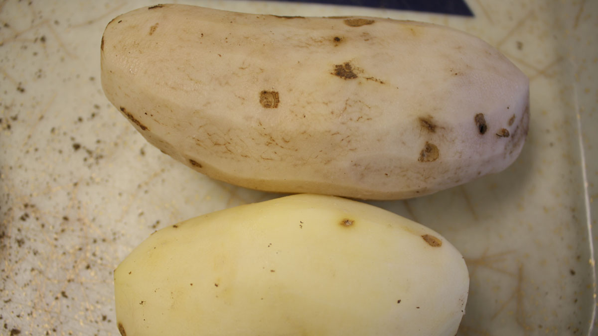 A ZC symptomatic tuber (above) and a healthy tuber (below)