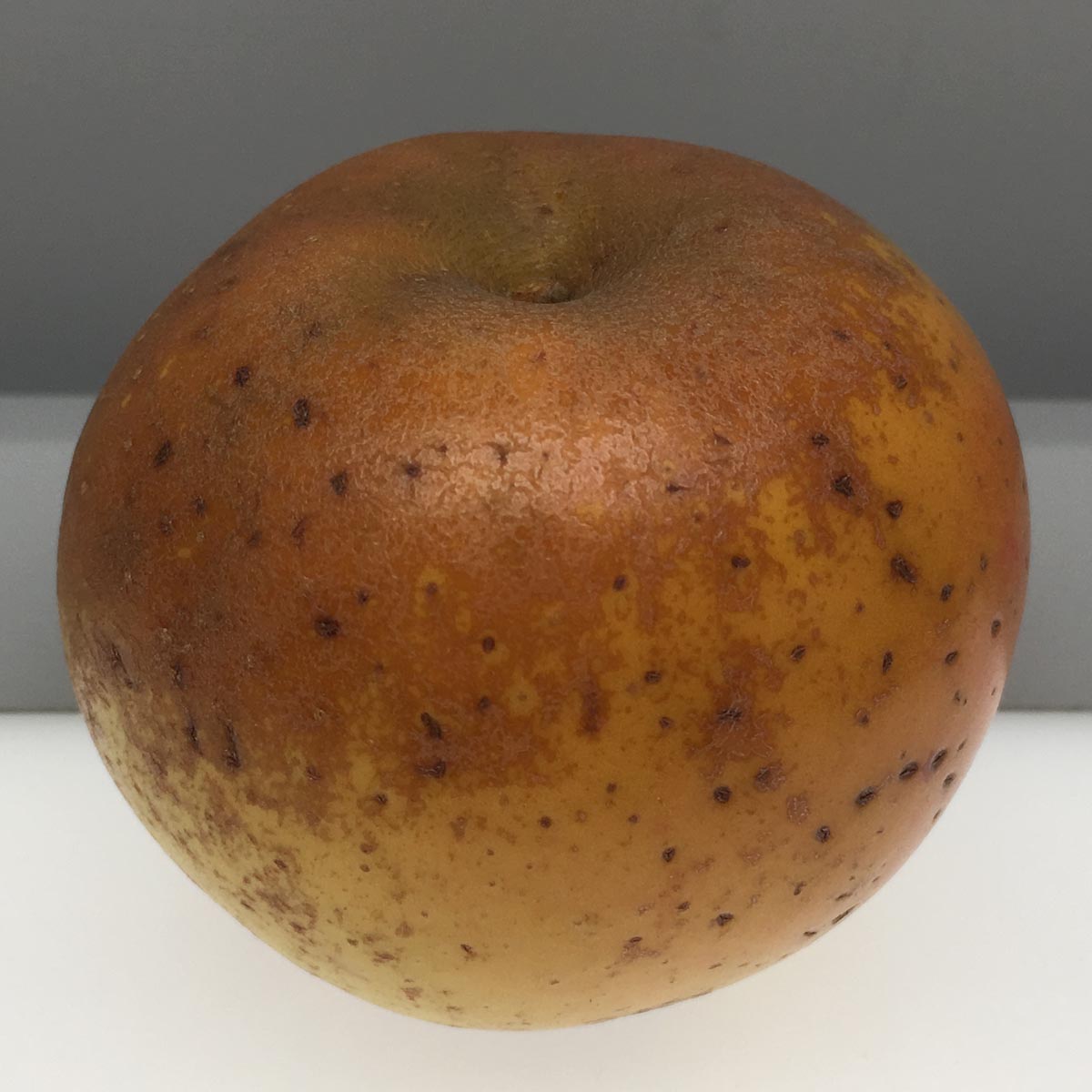 Egremont Russet apple