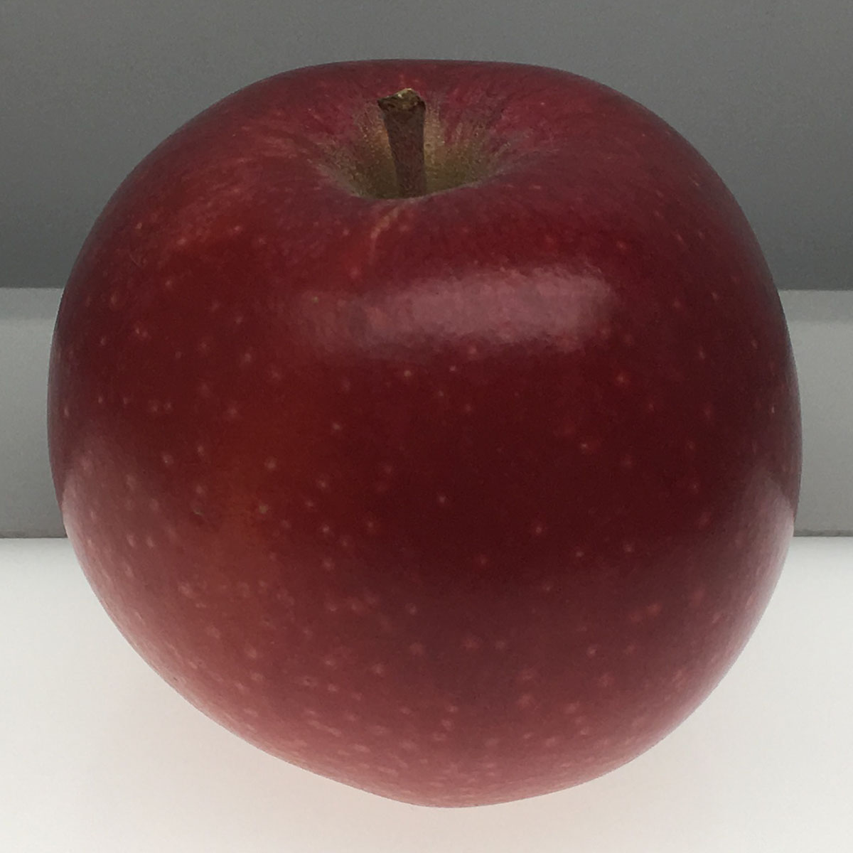 Hauer Pippin apple