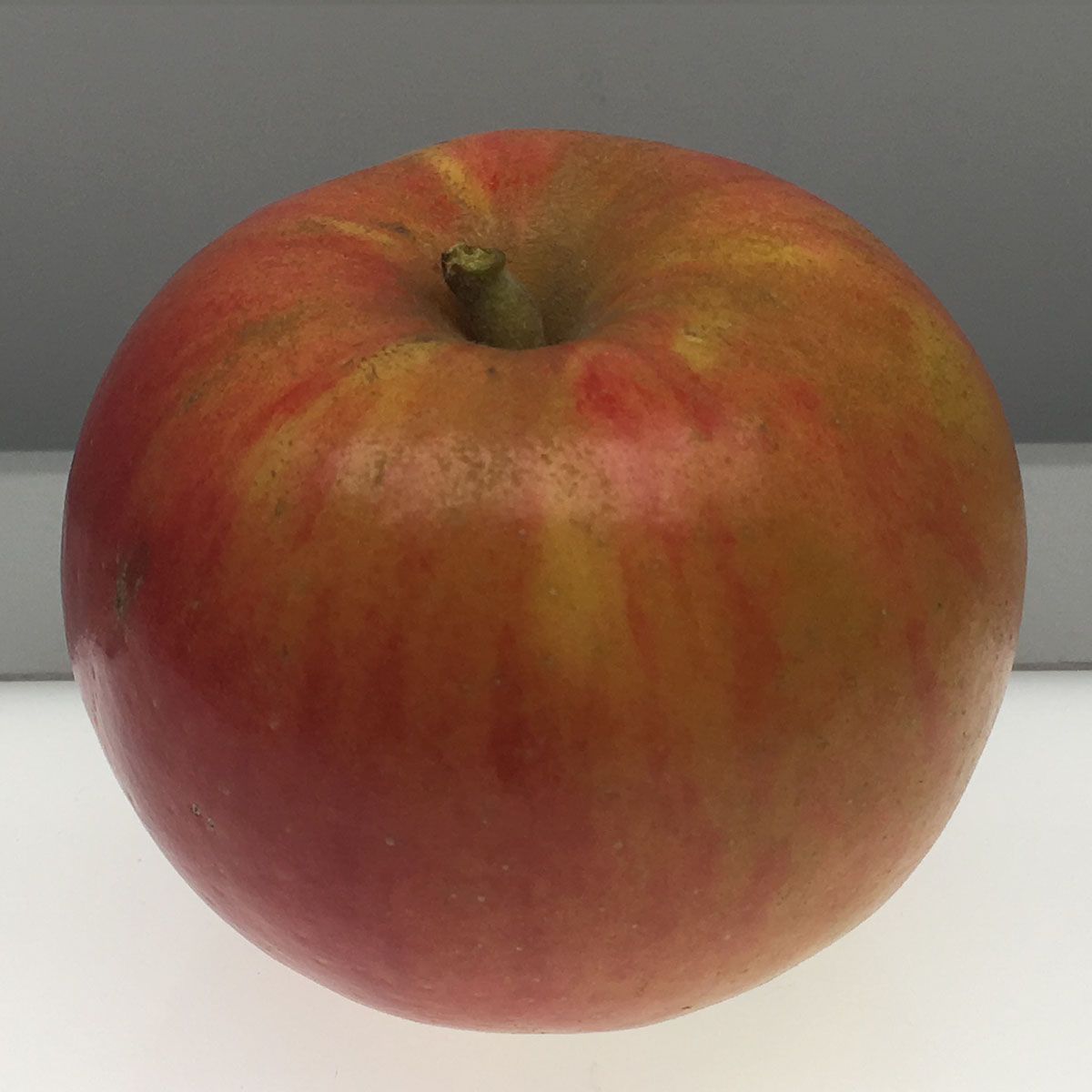 Ribston Pippin apple