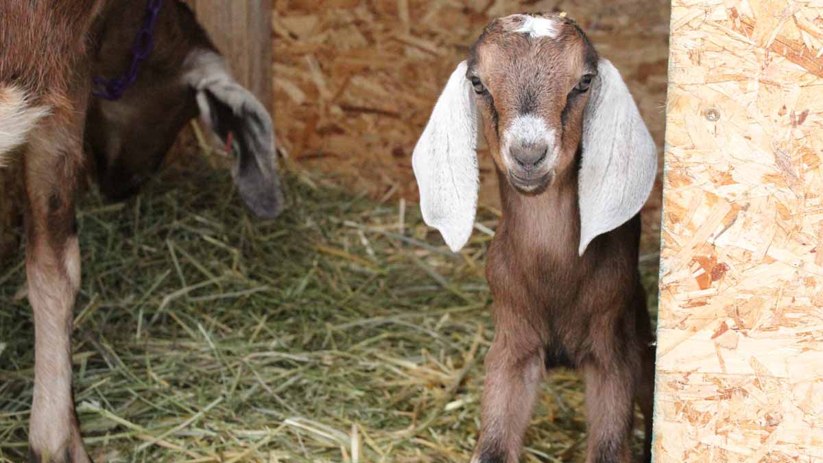 Baby goat in a stall