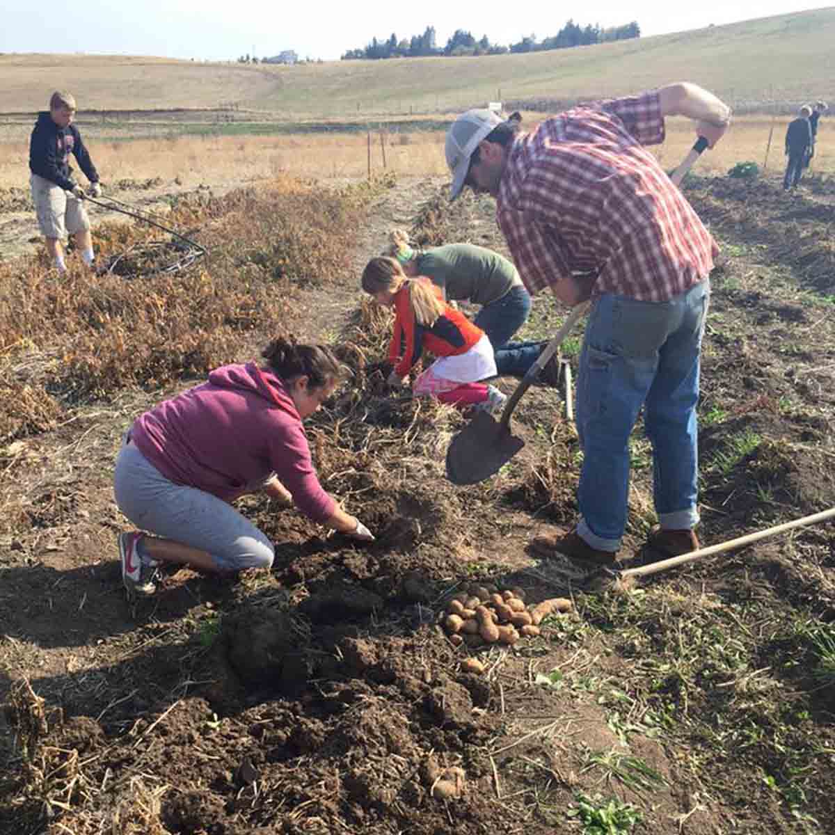 Community volunteers harvesting potatoes for themselves