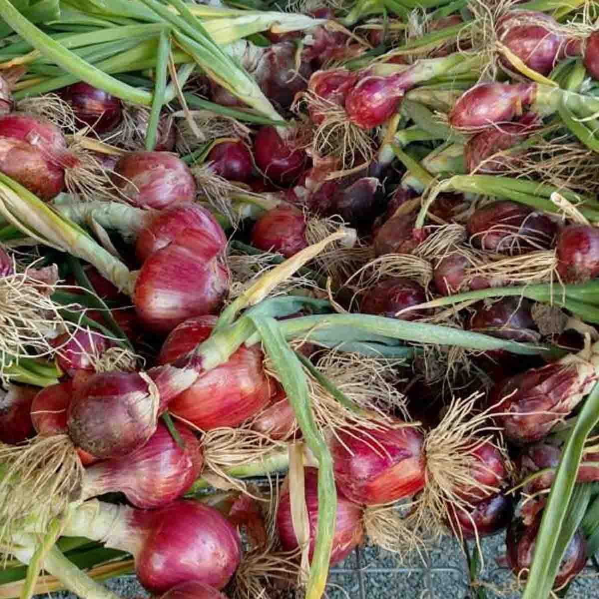 A huge bin of harvested onions