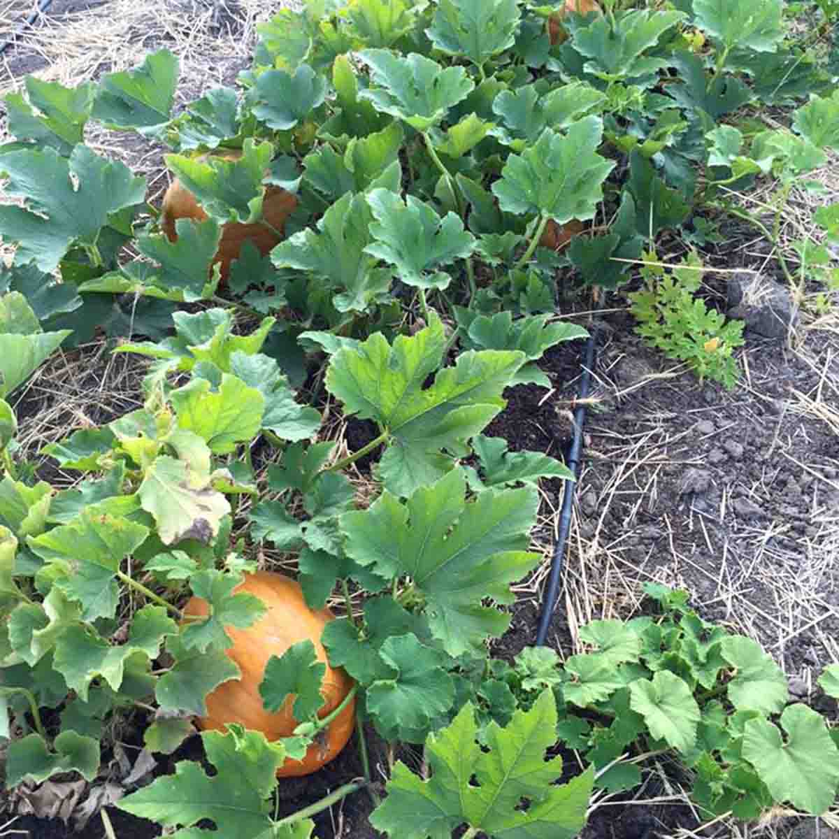 A few pumpkins growing in the garden