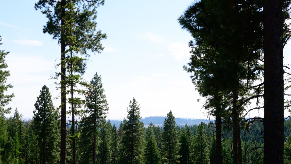 Forest with blue sky