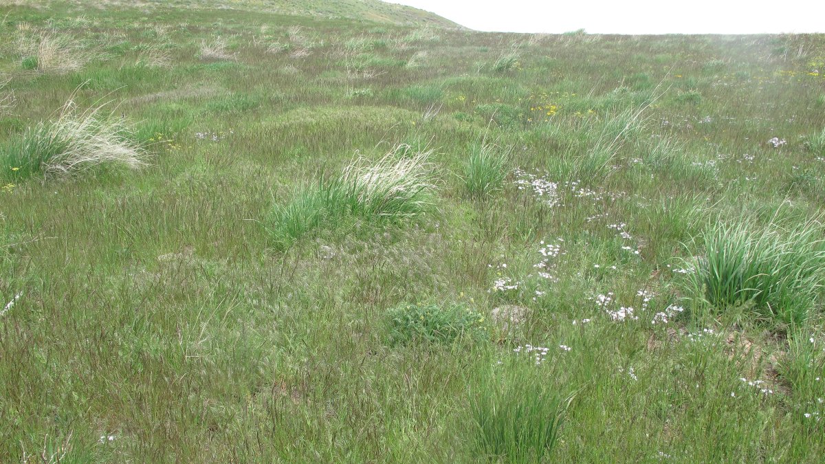 Cheatgrass, an invasive annual grass