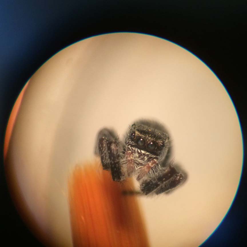A picture through microscope of jumping spider specimen