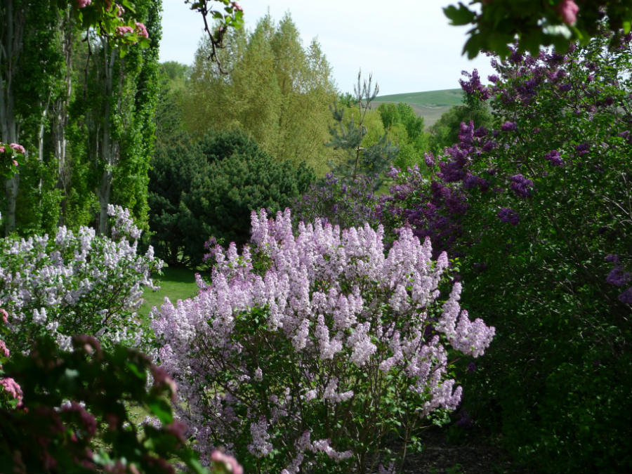 ‘Spokane’ Lilac