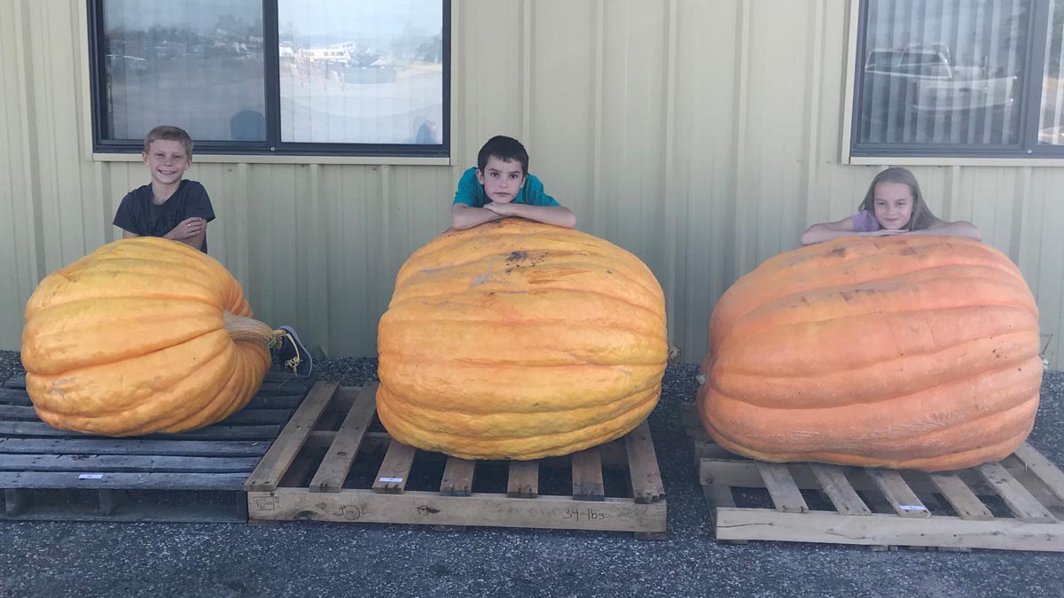 Three kids crouching behind their huge pumpkins.