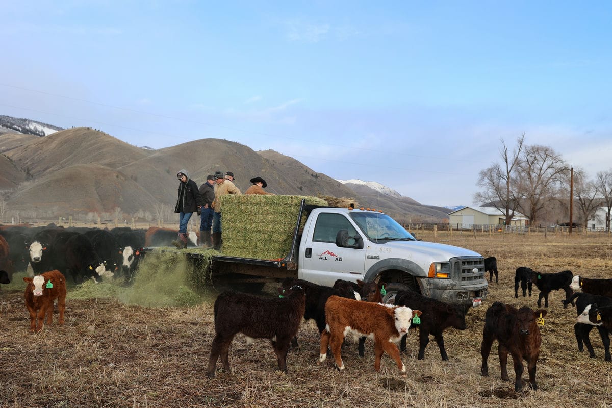 Calves wander in front of hay-filled truck.