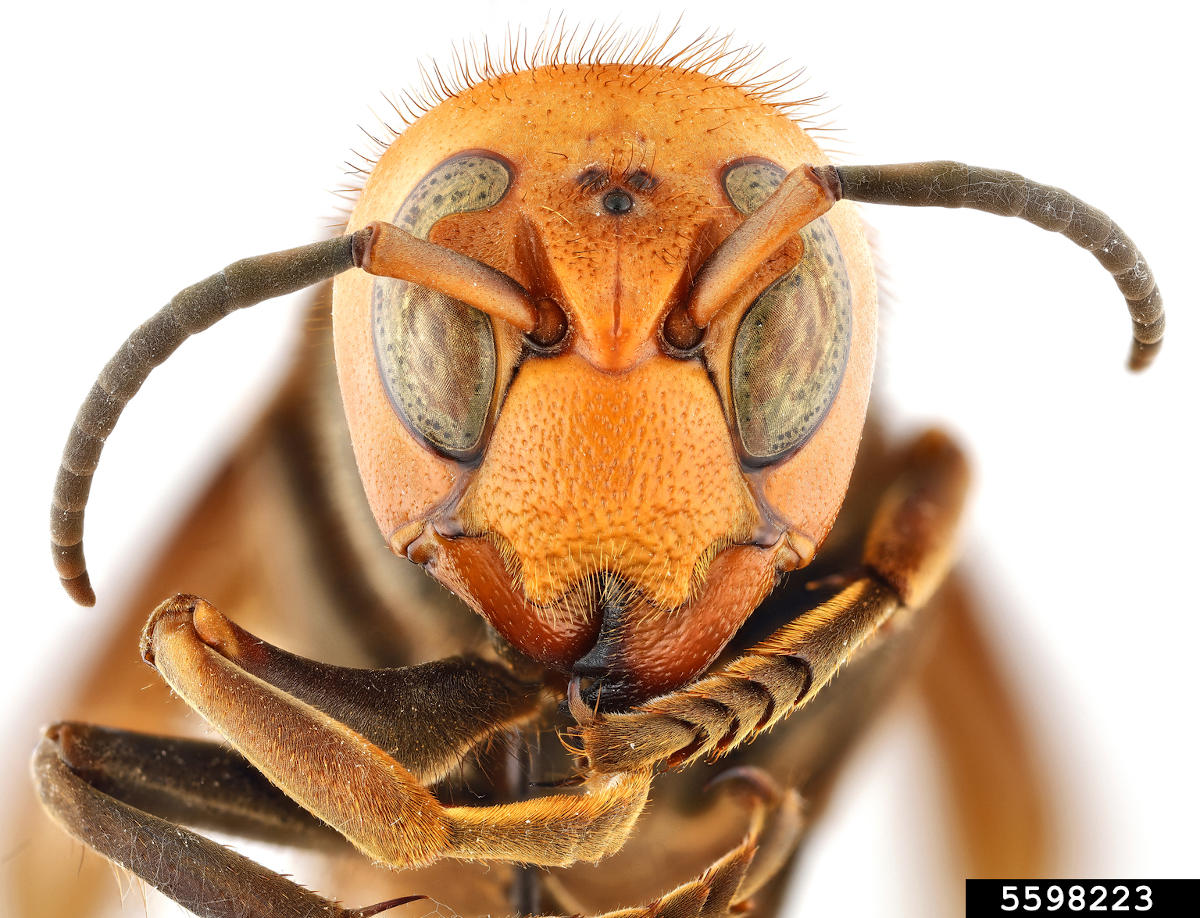 A closeup photo of the northern giant hornet.