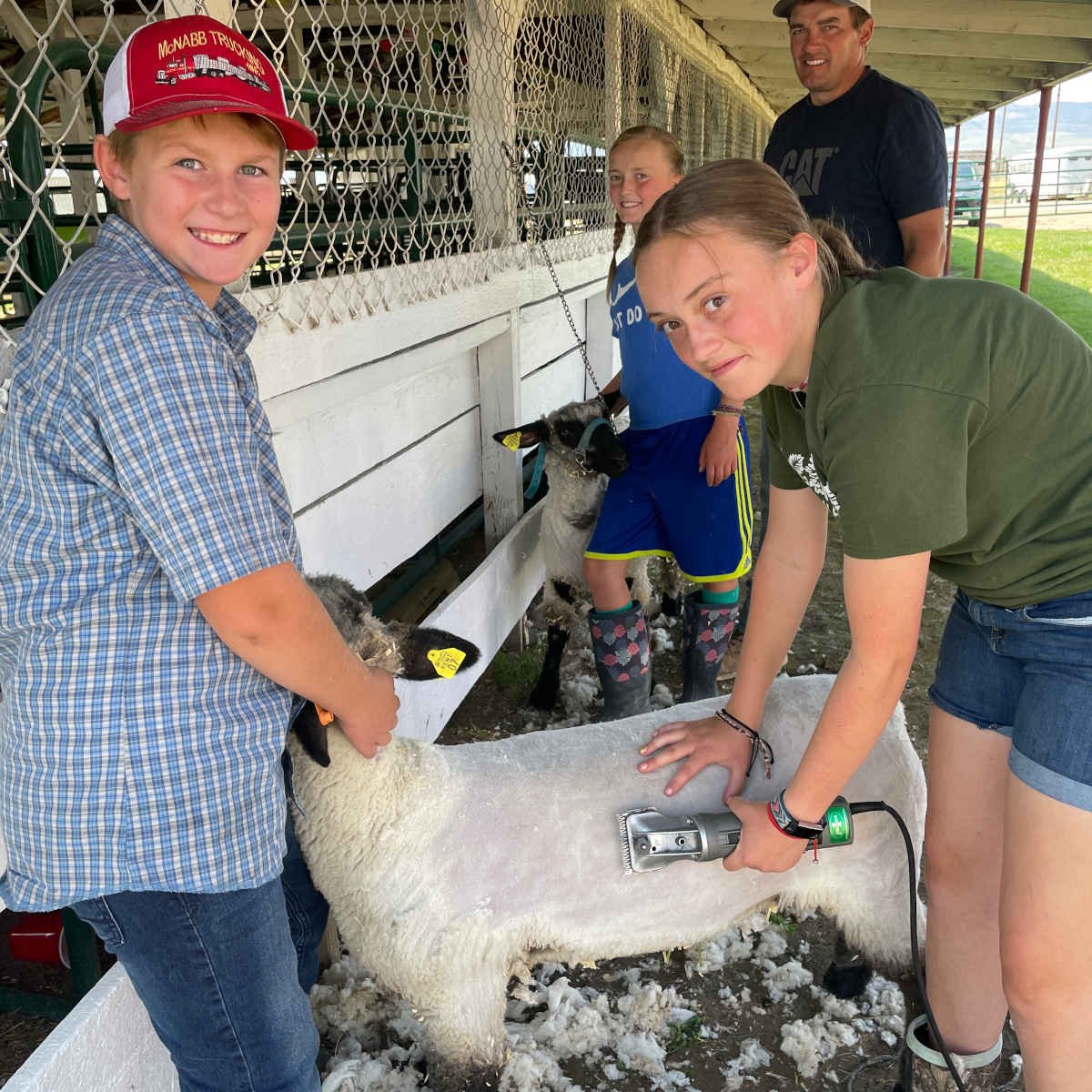 A group of youth shearing sheep.