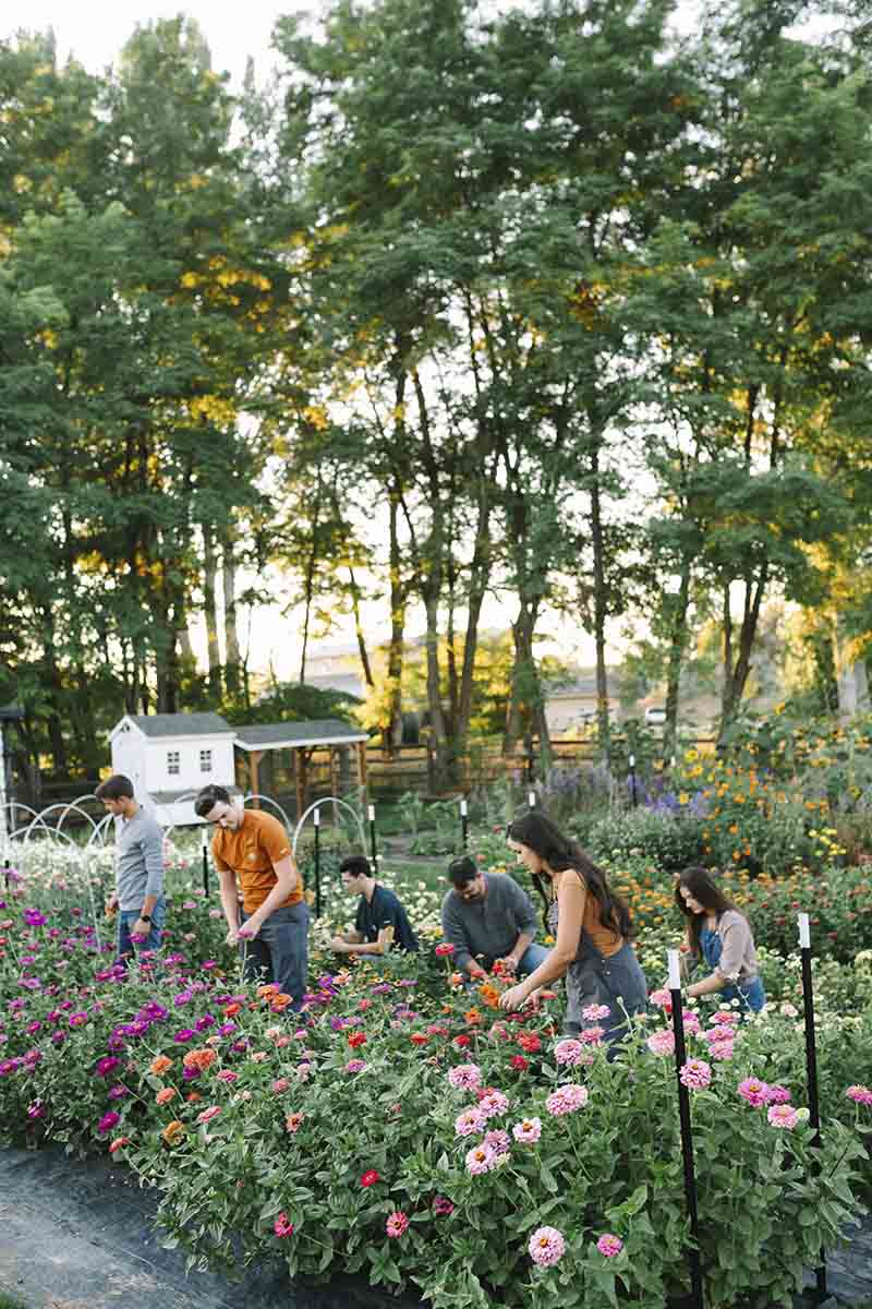 Six adults work in a field of various types of cut flower varieties.