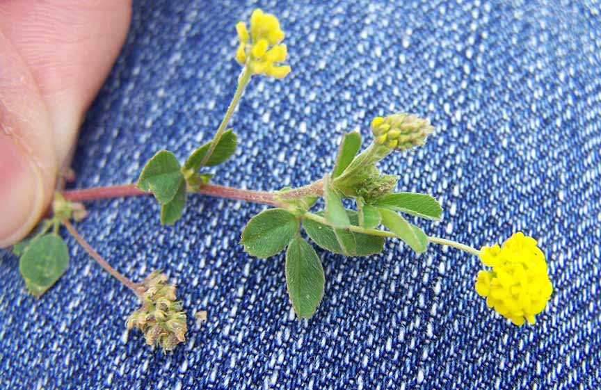 yellow weed flowers