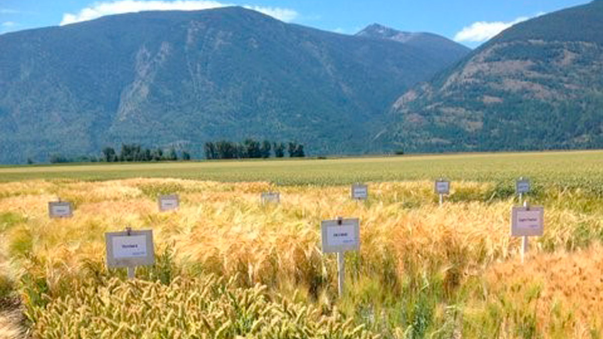 Small signs label different parts of a field full of wheat.