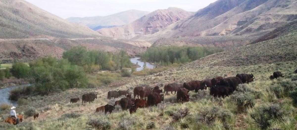 Livestock graze on a mountainside. A man on a horse is nearby.