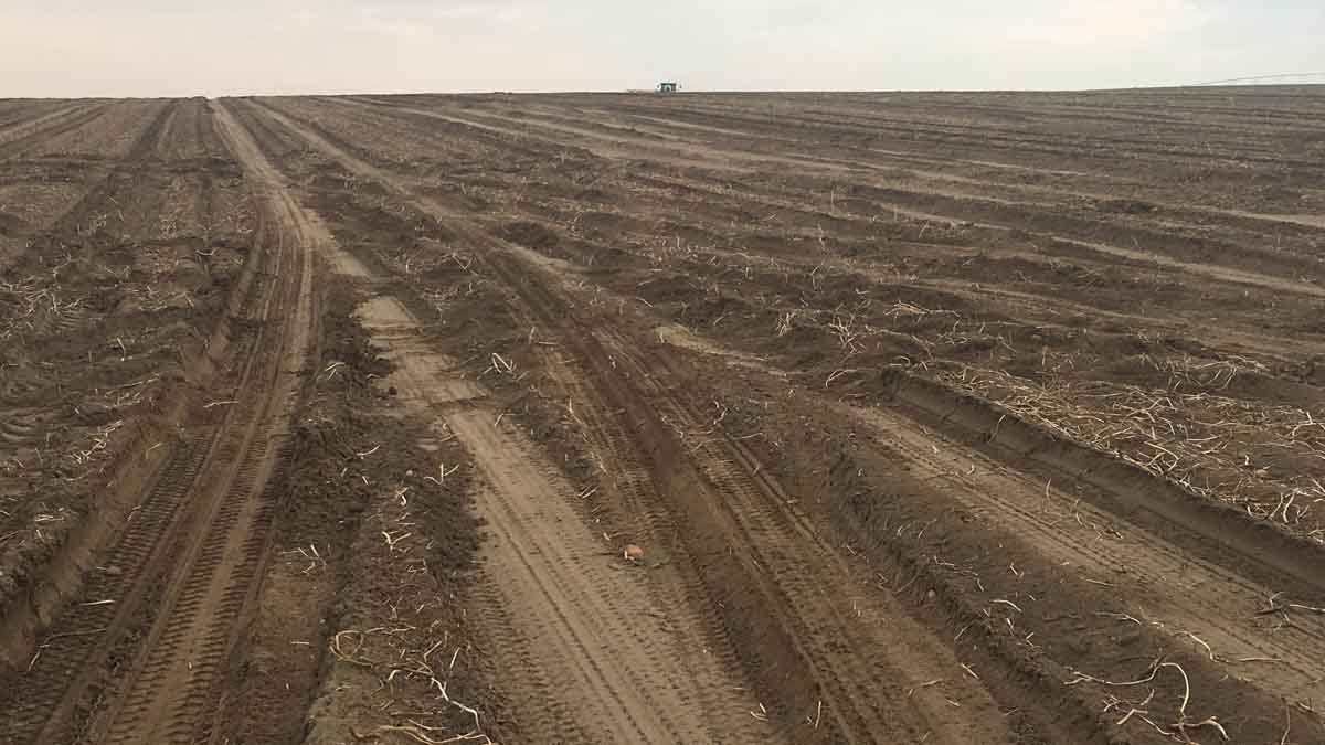 Field in Elmore County after potato harvest, September 2017.