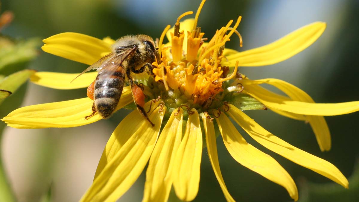 Honey bee (Apis mellifera) gathering nectar, note the pollen accumulating on hind legs in pollen basket.