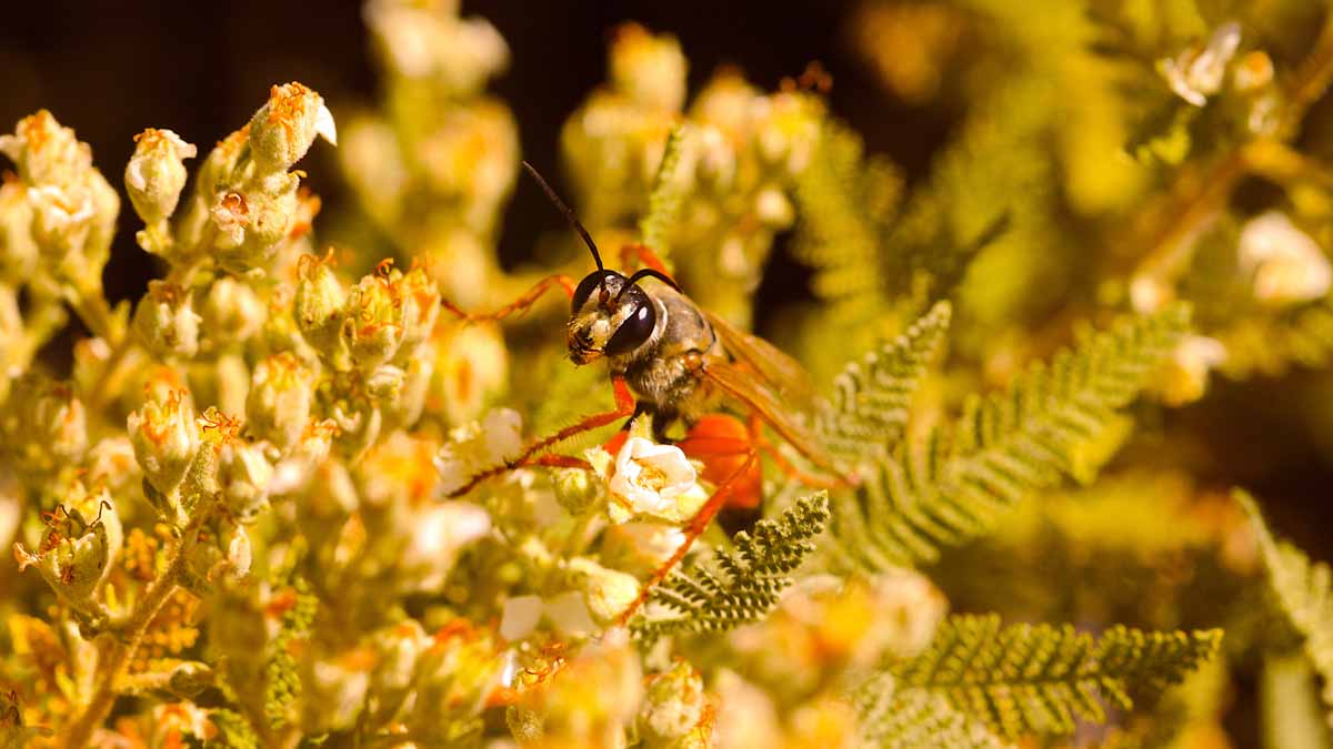 Beneficial wasp on flower in mid August.