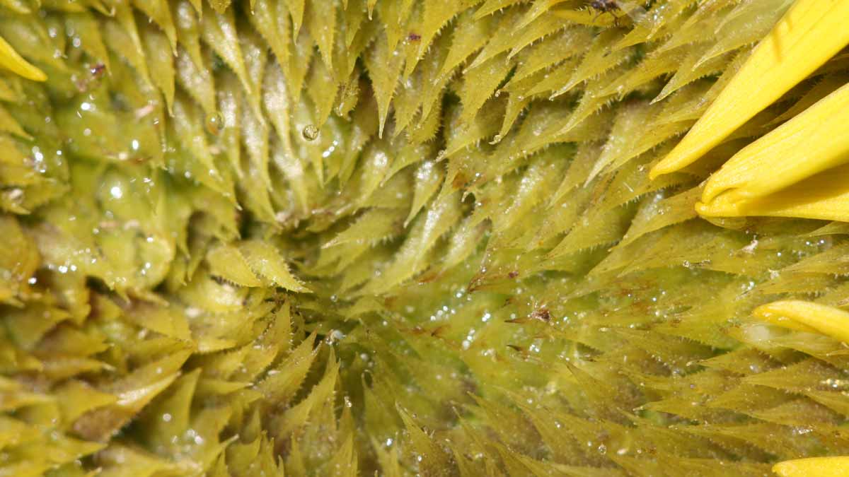 Wild sunflower upclose (Helianthus spp.) in Elmore County.