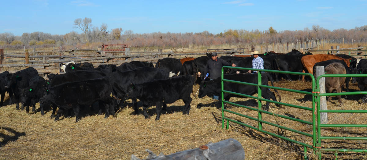 rounding up livestock on a ranch