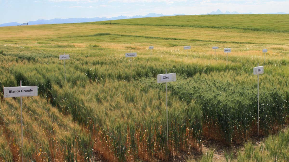 A field of grain varieties