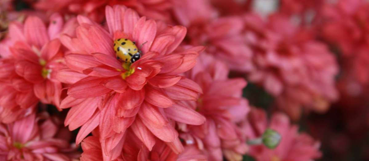 Washington-County-flower-ladybug.jpg
