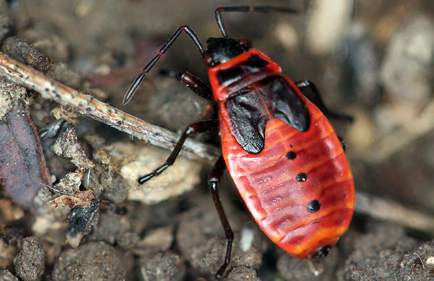 Red fire bug nymph
