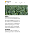 Wheat Characteristics under Varied Irrigation and Nitrogen