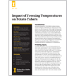 Impact of Freezing Temperatures on Potato Tubers