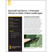 Emerald Ash Borer: A Potential Threat to Idaho Urban Landscapes