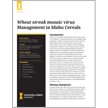 Wheat streak mosaic virus Management in Idaho Cereals