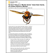 No Such Thing as a 'Murder Hornet': Asian Giant Hornet, an Invasive Species to Monitor