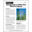 Management of White Pine Weevil in Spruce