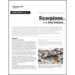 Homeowner Guide to Scorpions and Their Relatives