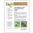 Managing Elm Seed Bugs around Your Home
