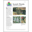 Scotch Thistle