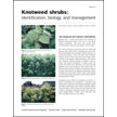 Knotweed Shrubs: Identification, Biology, and Management
