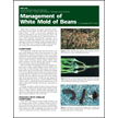 Management of White Mold of Beans