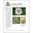 Oxeye Daisy