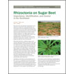 Rhizoctonia on Sugar Beet: Importance, Identification, and Control in the Northwest