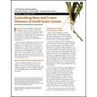 Controlling Root and Crown Diseases of Small Grain Cereals