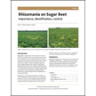 Rhizomania on Sugar Beet: Importance, Identification, Control