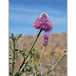 Sagebrush Wildflowers: From Bloom to Seed